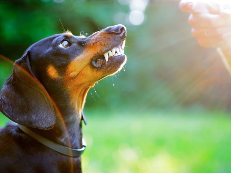 Idoso é atacado por cachorro e tutor ameaça dar um tiro em sua cabeça