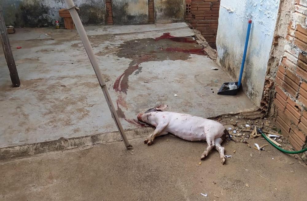 Suspeito foge da polícia no momento em que matava um porco