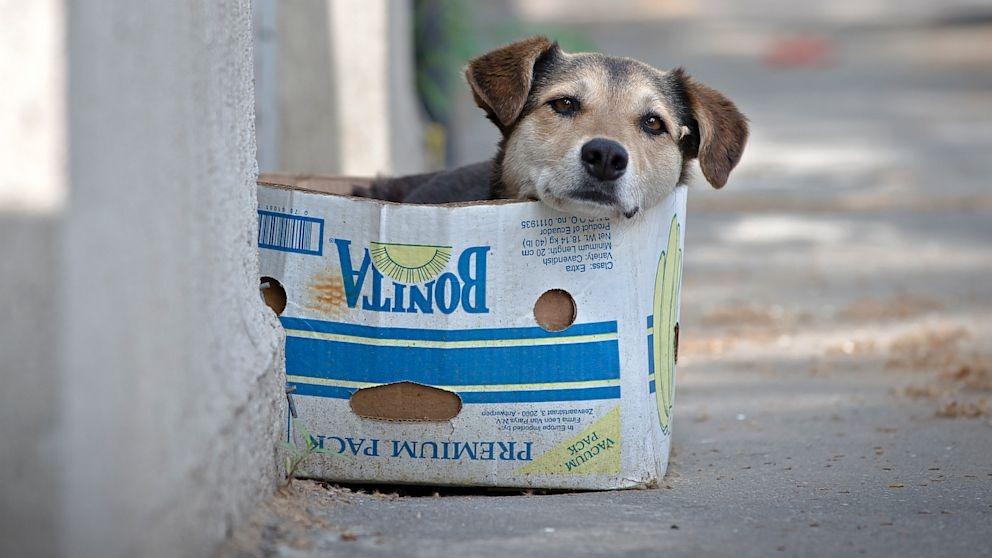 Governo de país proíbe venda de pets