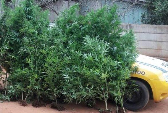 Preso do semiaberto é detido com plantação de maconha