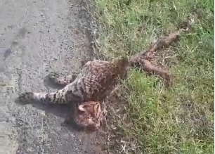 Jaguatirica é encontrada morta na PR-092 entre Arapoti e Jaguariaíva