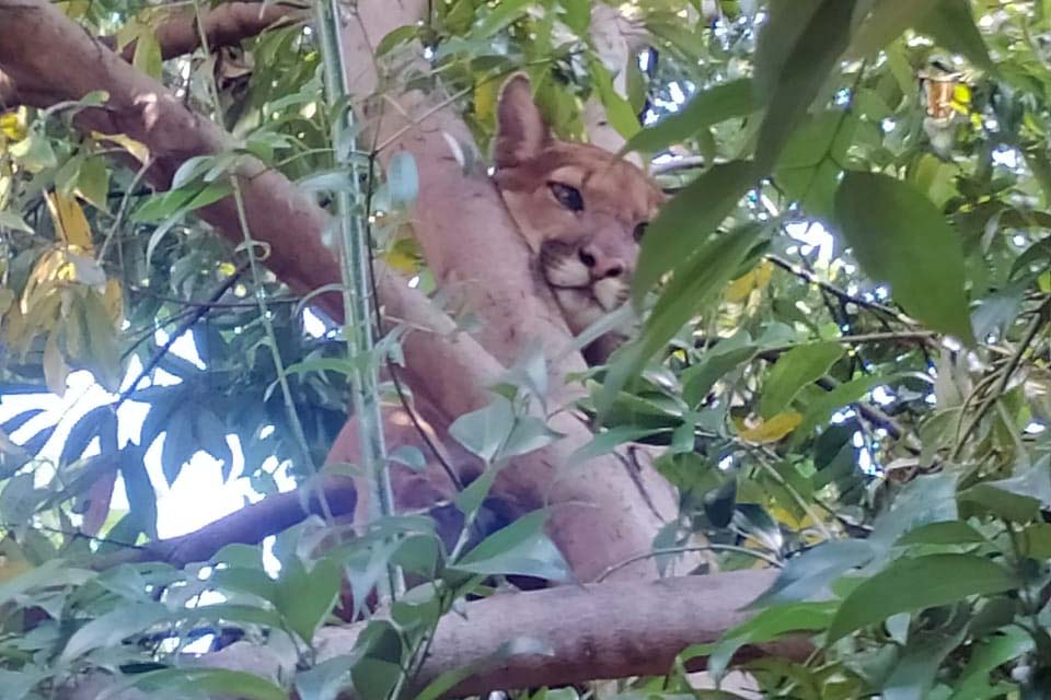 Moradores do Norte Pioneiro dividem cada vez mais espaço com animais selvagens