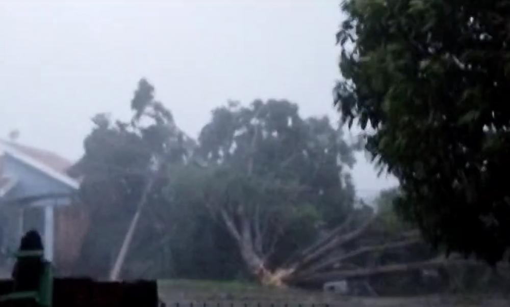 Forte vendaval atinge Arapoti causando estragos; árvore cai em cima de residência (VÍDEO)