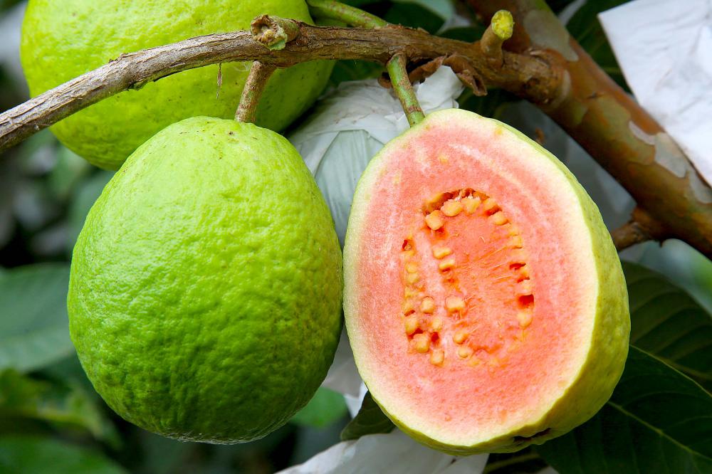 Doce e resistente, goiaba projeta Carlópolis com cultivo inovador e união de produtores