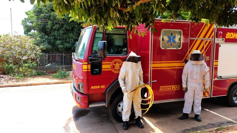 Agricultor é atacado por abelhas e morre em Siqueira Campos