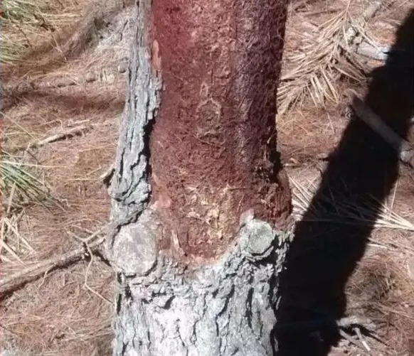 Árvore “canibal” é descoberta em plantação de pinus de Jaguariaíva