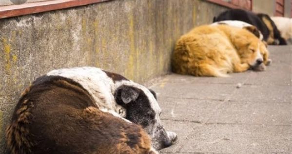 Ministério e prefeitura de Jacarezinho firmam acordo para construção de Canil
