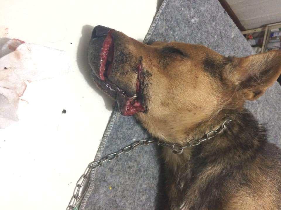 Comunidade se reúne para salvar cadela ferida