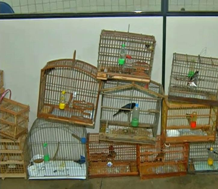 Homem é detido com 22 pássaros silvestres em gaiolas
