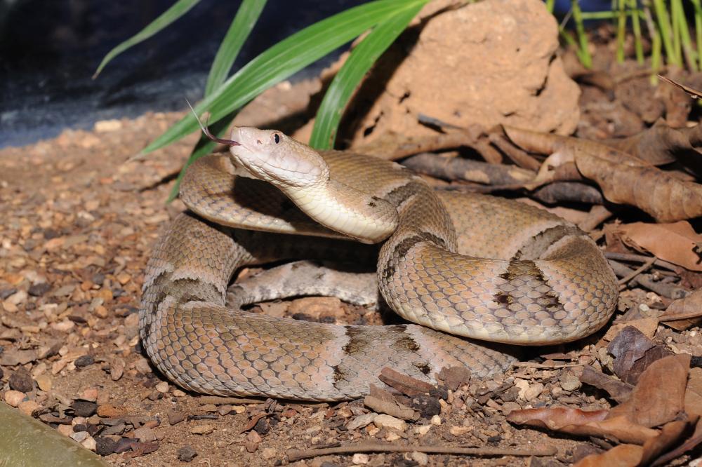 Saúde faz alerta para risco de acidentes com animais peçonhentos no verão