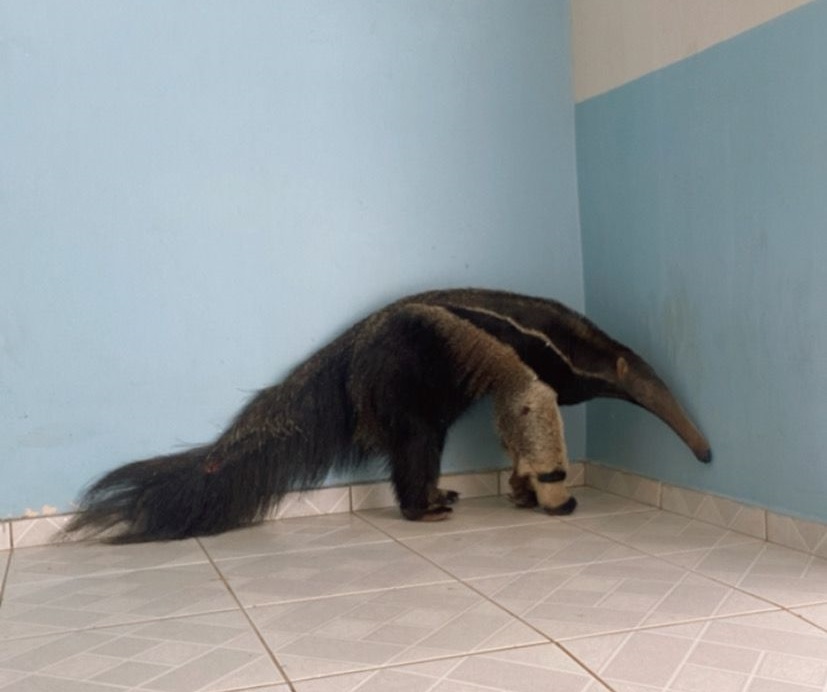 Tamanduá é encontrado no Centro de Wenceslau Braz