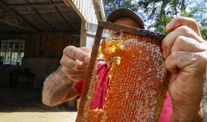 Arapoti assume o posto de maior produtora de Mel do Brasil