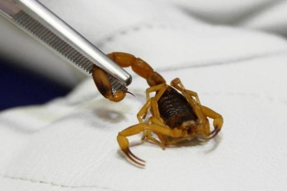 Wenceslau Braz é uma das cidades que mais registraram acidentes com animais peçonhentos