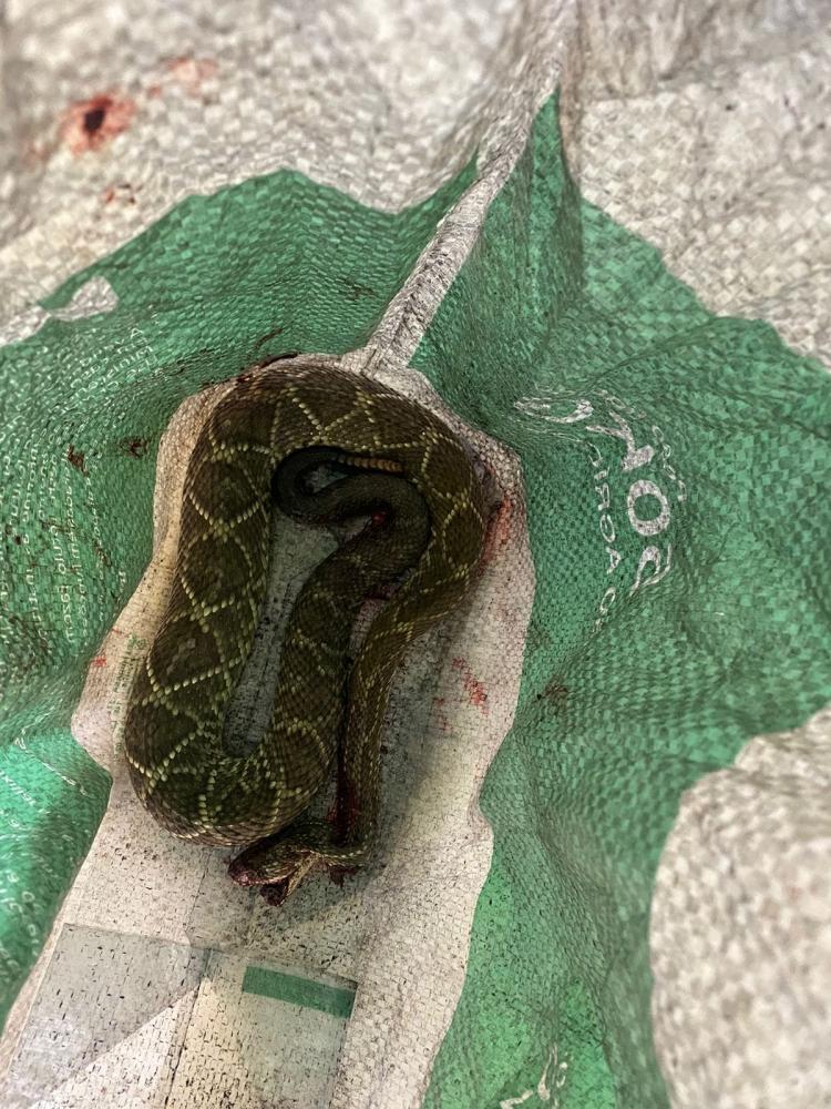 Mais um morador de Siqueira Campos é picado por cobra cascavel