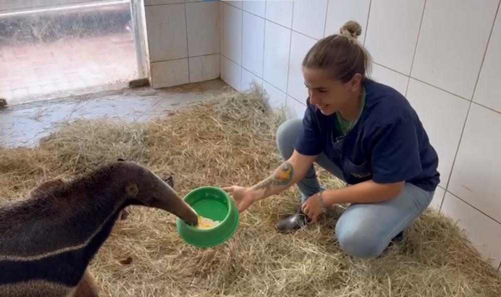 Tamanduá Bandeira encontrado em Wenceslau Braz volta a natureza