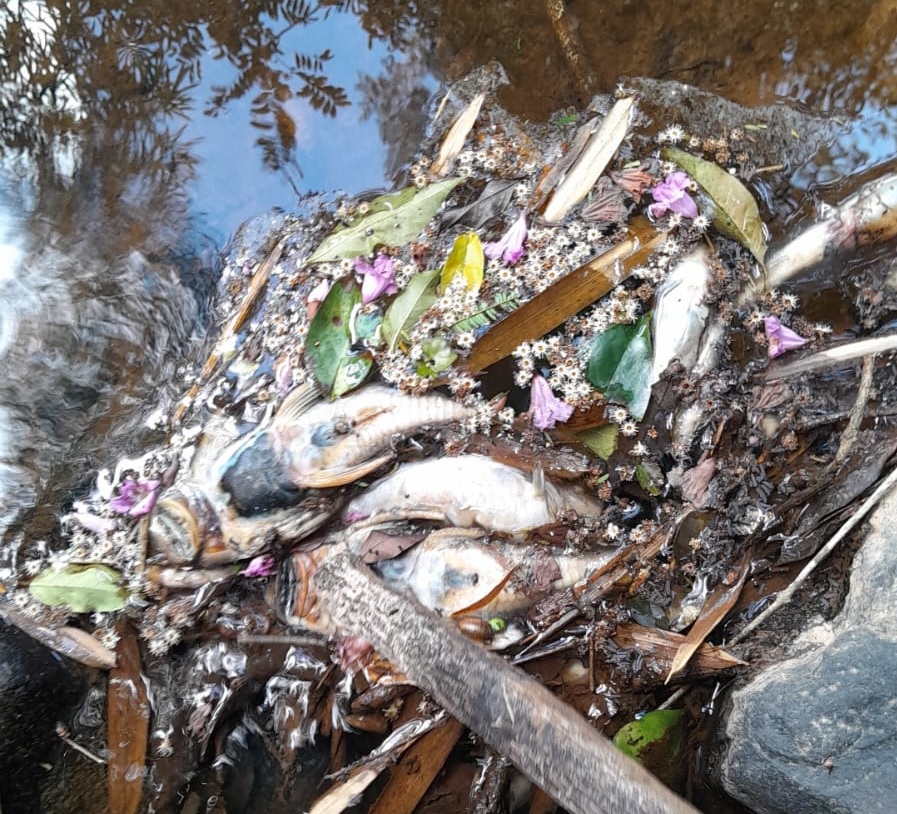 Envenenamento de peixes preocupa moradores de São José da Boa Vista