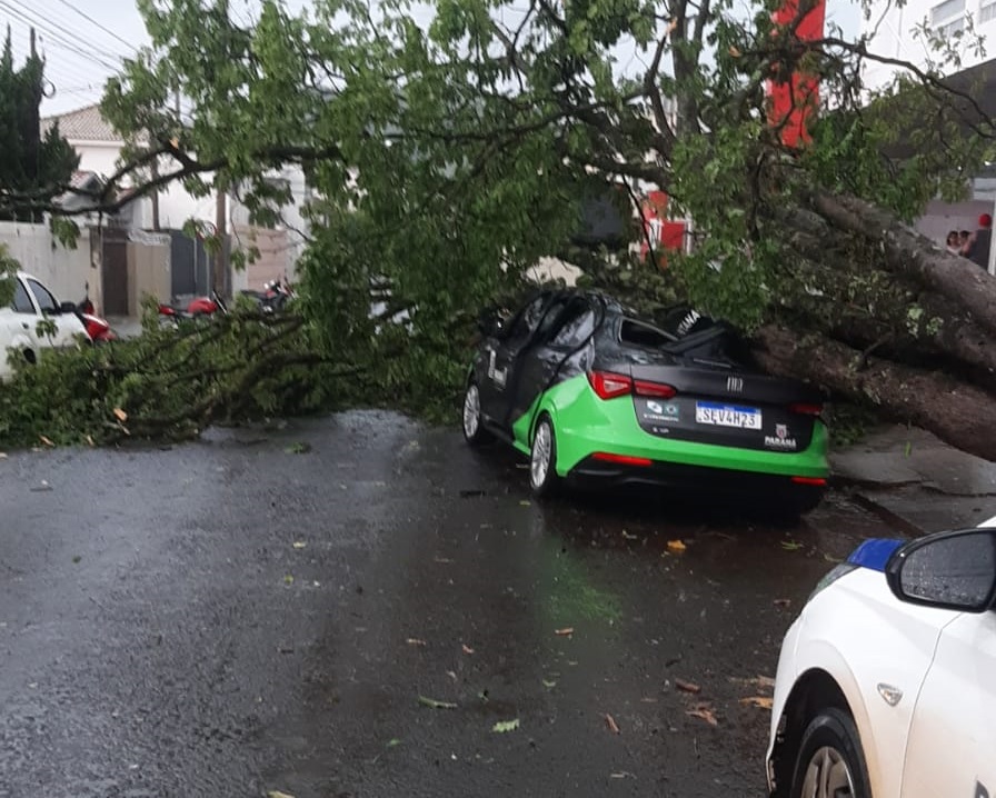 Árvore cai em cima de carro da Saúde de Santana do Itararé e motorista fica ferido