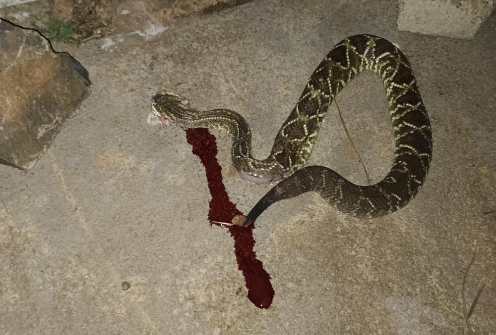 Morador da Ney Braga quase é picado por cascavel em Wenceslau Braz