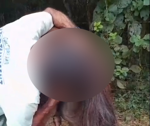 Polícia investiga estupro de cachorras e sexo oral em égua em Jaguariaíva
