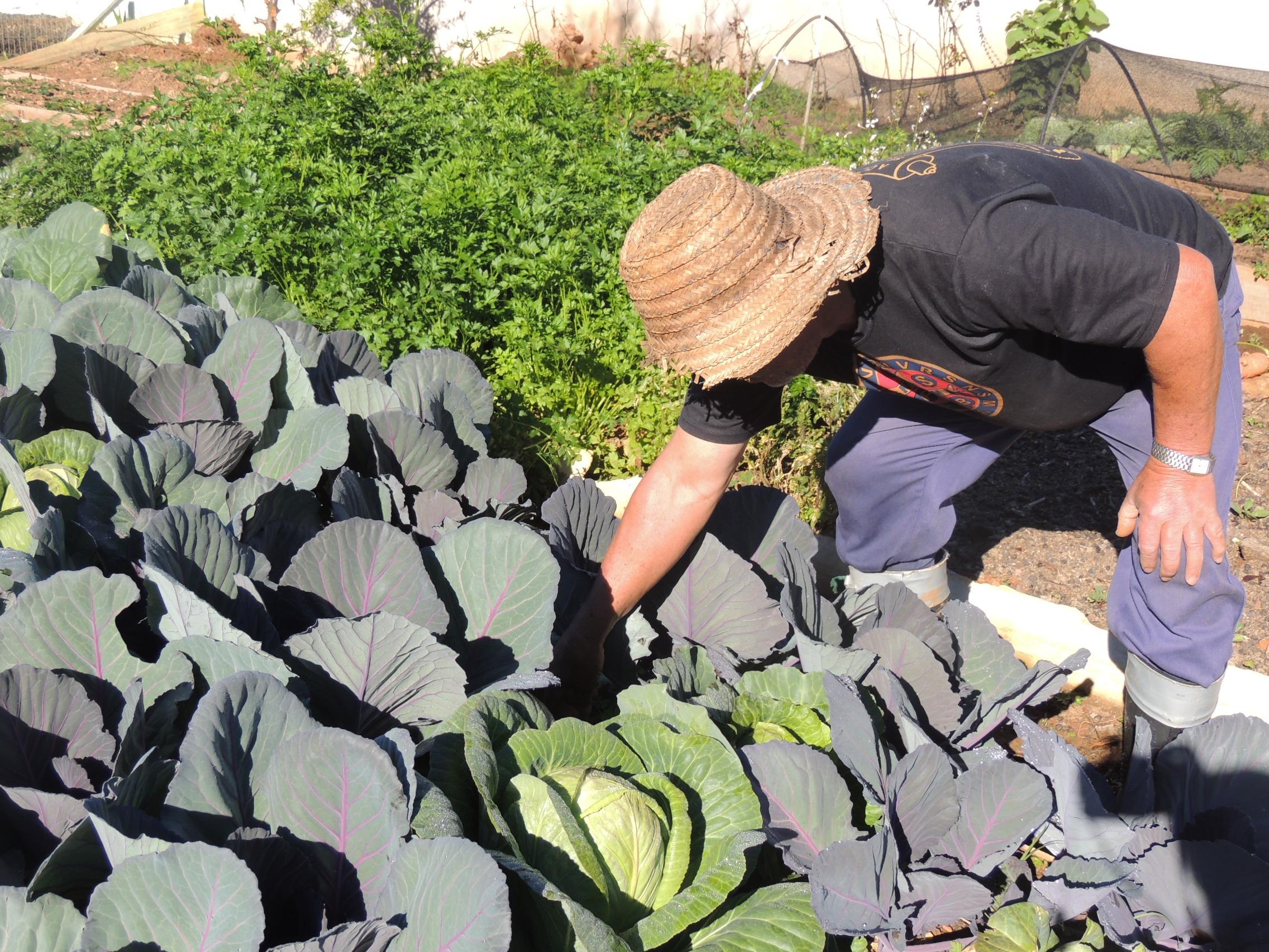 CRAS mantém horta para alimentação saudável dos alunos de serviços de convivência