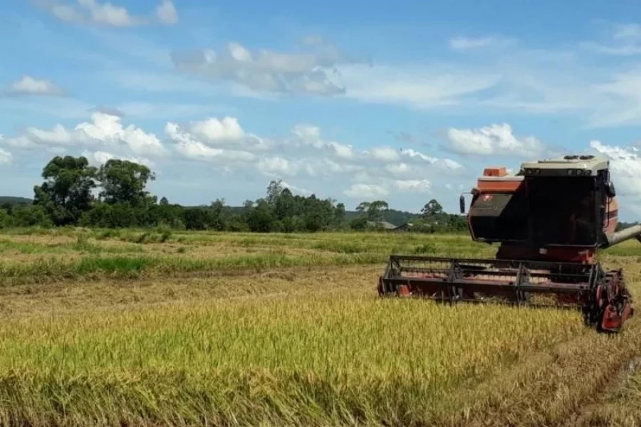 Indústria brasileira busca importar arroz da Tailândia devido a enchentes no Rio Grande do Sul