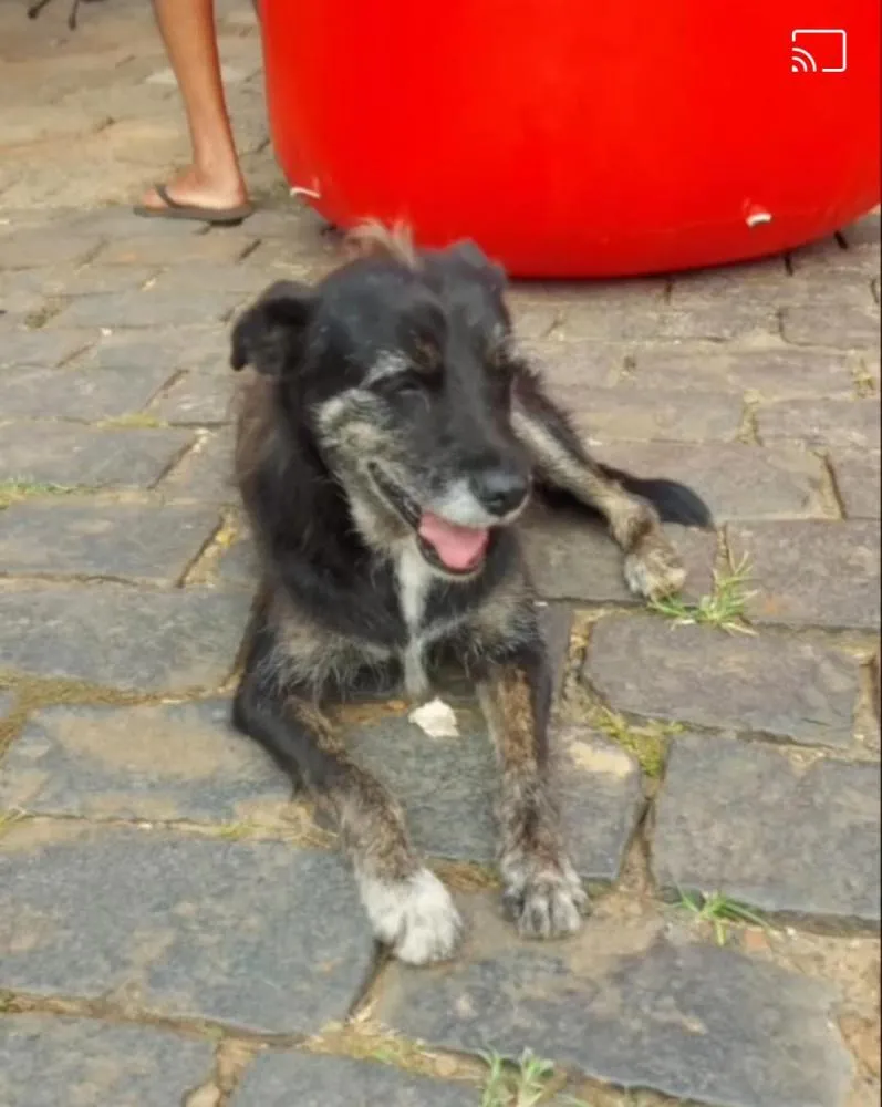 Conheça Bigode, o cãozinho religioso que ganhou o coração de Siqueira Campos