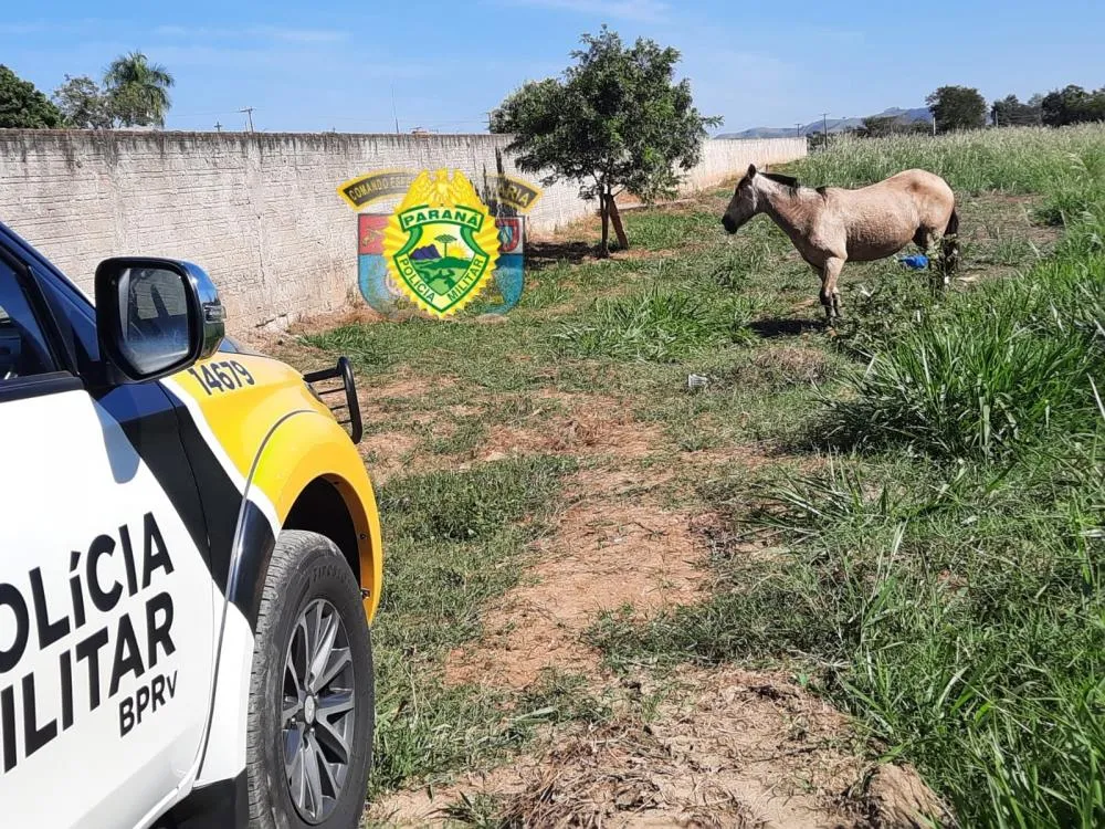 Cavalo na pista causa acidente com morte no Norte Pioneiro