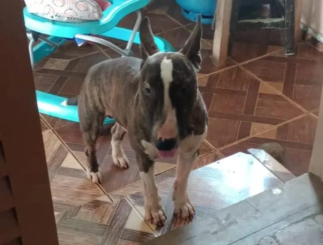 Jovem de Wenceslau Braz pede ajuda para encontrar cão desaparecido