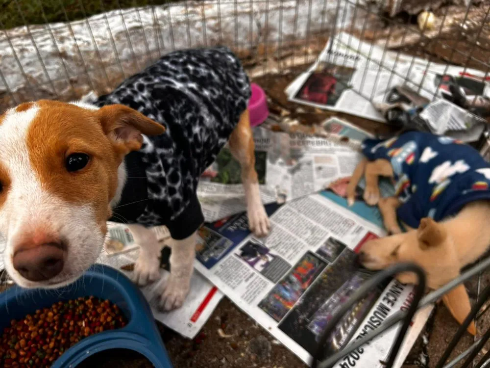 Associação volta a realizar feira de adoção em Wenceslau Braz