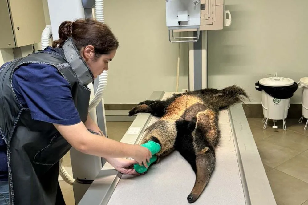 Tamanduá-bandeira encontrada em Wenceslau Braz é devolvido a natureza