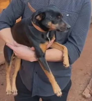 Suspeito usa cachorro para bater no dono do animal durante briga de bar