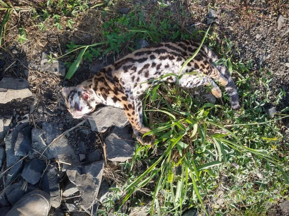 Jaguatirica é encontrada morta na PR-092 entre Siqueira Campos e Wenceslau Braz