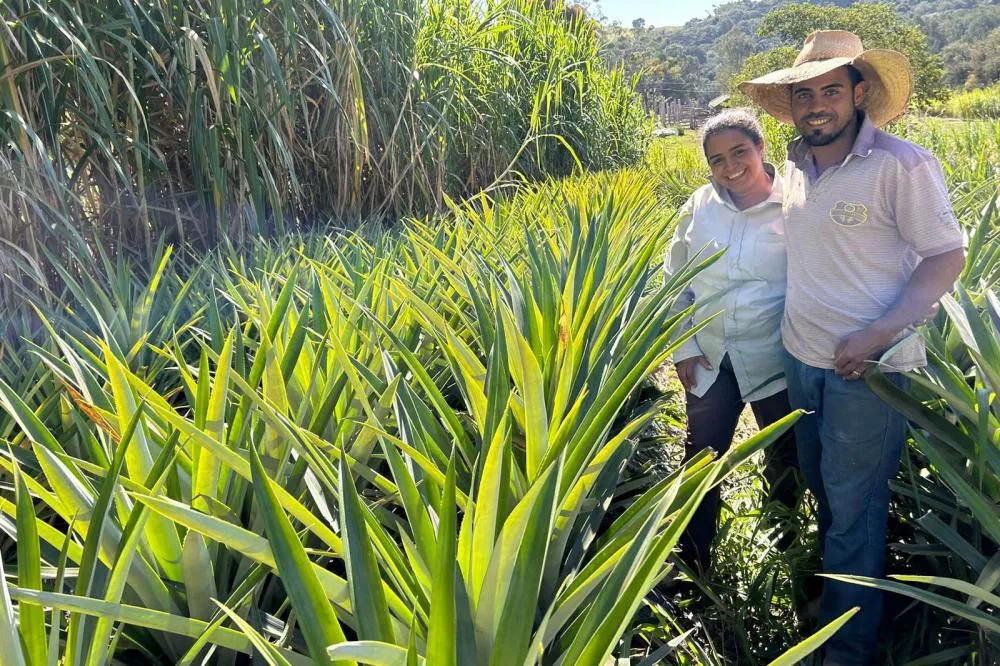 Agricultores do Norte Pioneiro apostam na produção de abacaxi orgânico