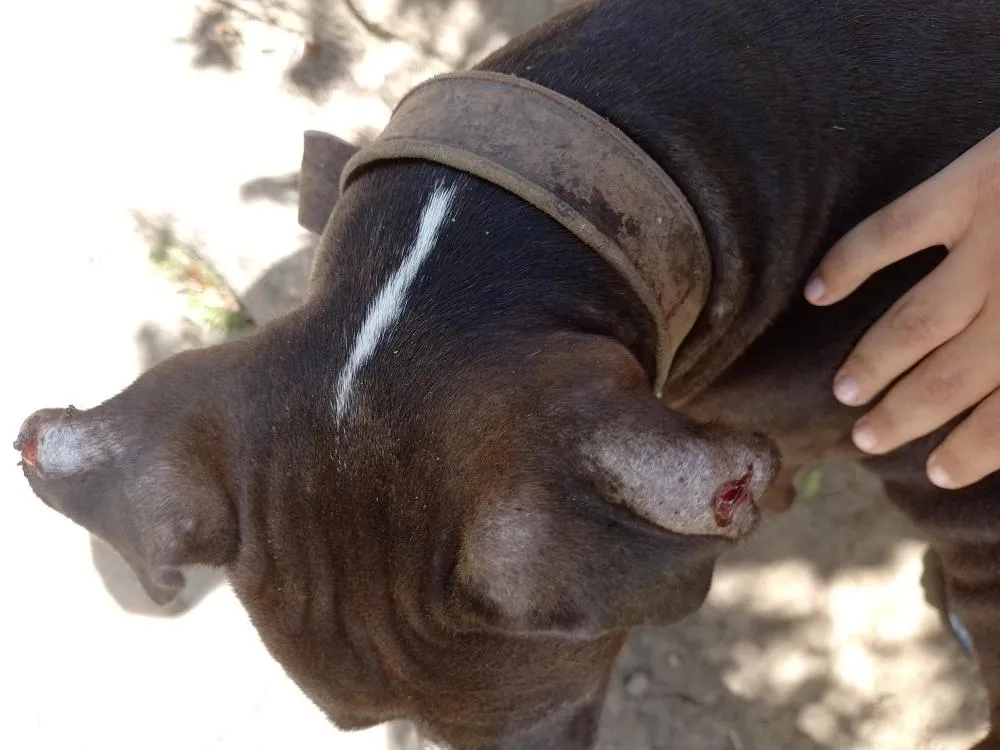 Idoso é agredido por causa de briga de cachorros