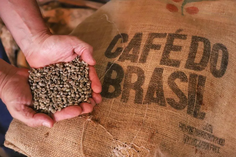 Paraná tem melhor resultado de exportações de café dos últimos anos e Norte Pioneiro é o maior produtor do grão