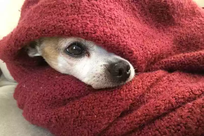Queda na temperatura chegando; veja como proteger seu pet durante os dias frios