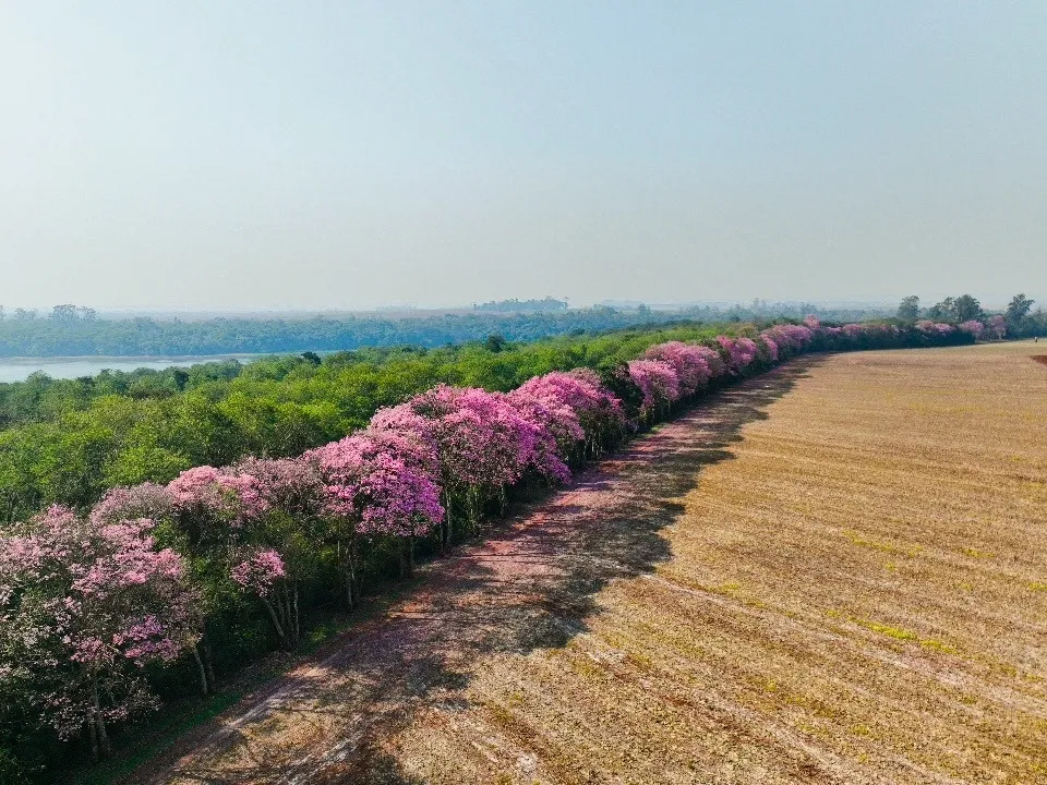 Florada de Ipês na Faixa de Proteção do Reservatório de Itaipu evidencia cortina florestal