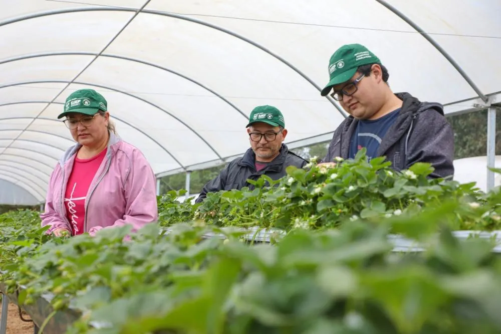 ATeG: melhoria na base da agropecuária do Paraná 