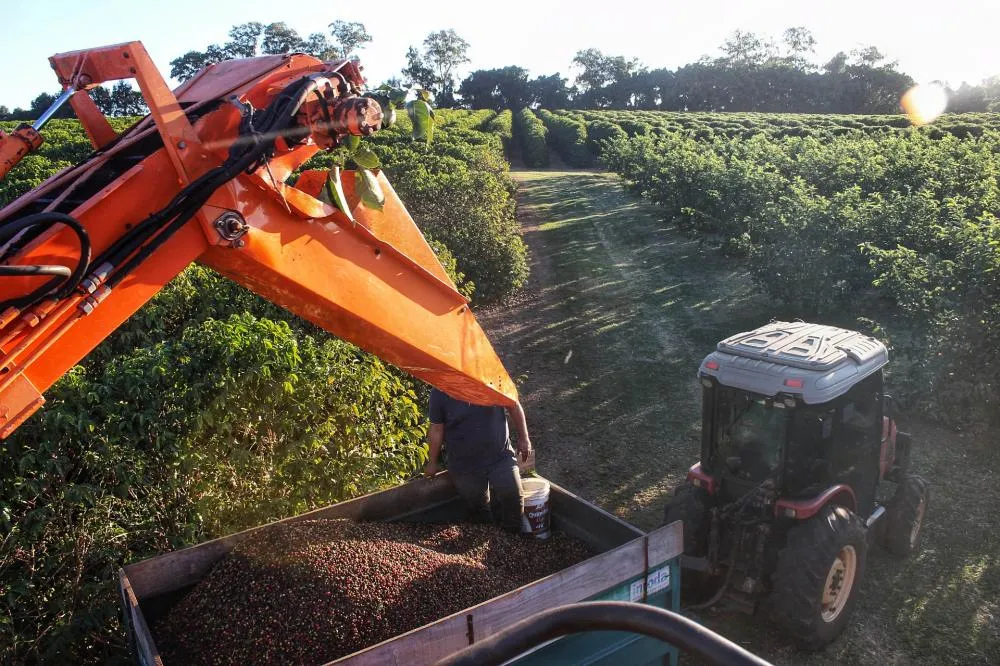Dois municípios do Norte Pioneiro são os maiores produtores de café e morango do Paraná