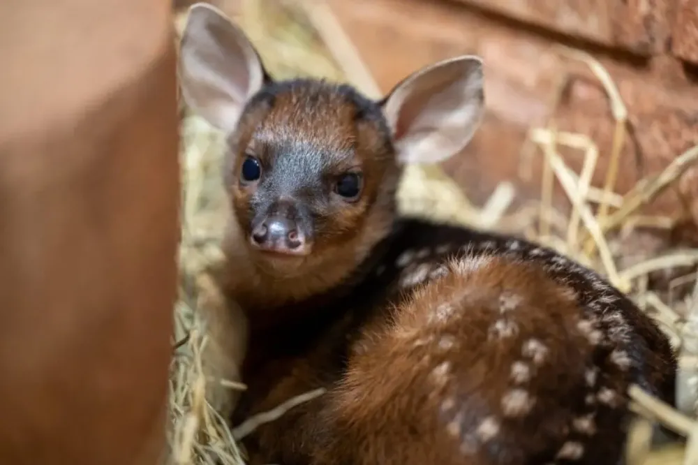Itaipu faz registro inédito de imagens de nascimento de anta
