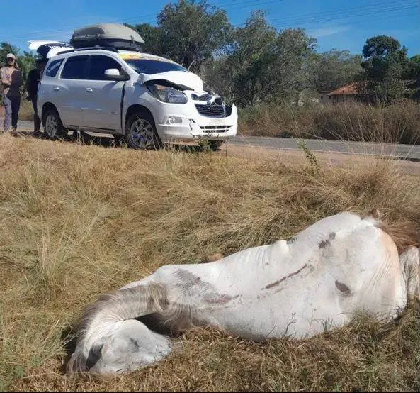 Cavalo morre ao ser atingido por carro na PR-092