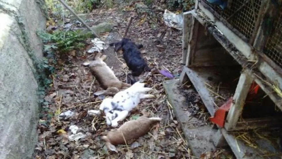 Menino de nove anos invade hospital veterinário e mata vários animais
