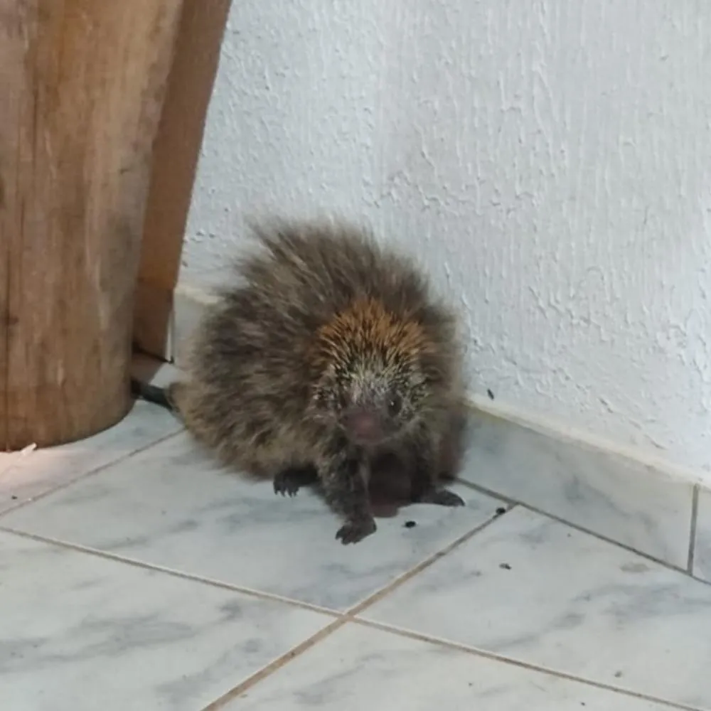 Família de Wenceslau Braz tem fim de semana agitado ao encontrar porco-espinho no telhado