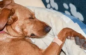 Cachorro é resgatado após ser atropelado e abandonado com fratura exposta