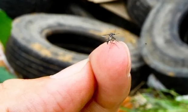 Primeiro óbito por dengue no Paraná é registrado no Norte Pioneiro