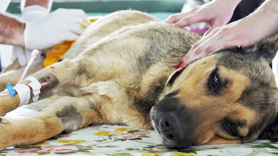 Parvovirose Canina: entenda o que é a doença que pode matar seu pet