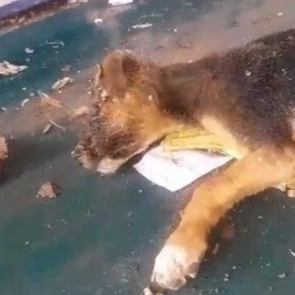 Cachorro morto é encontrado em meio a materiais recicláveis em Wenceslau Braz