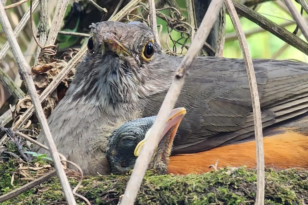 Veja como cuidar de filhotes de aves encontrados fora do ninho