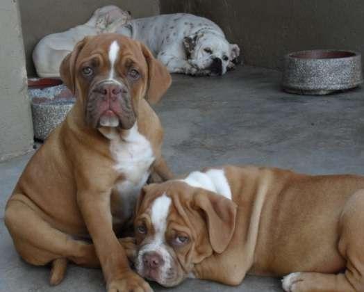 Casa é invadida e dois cachorros são furtados