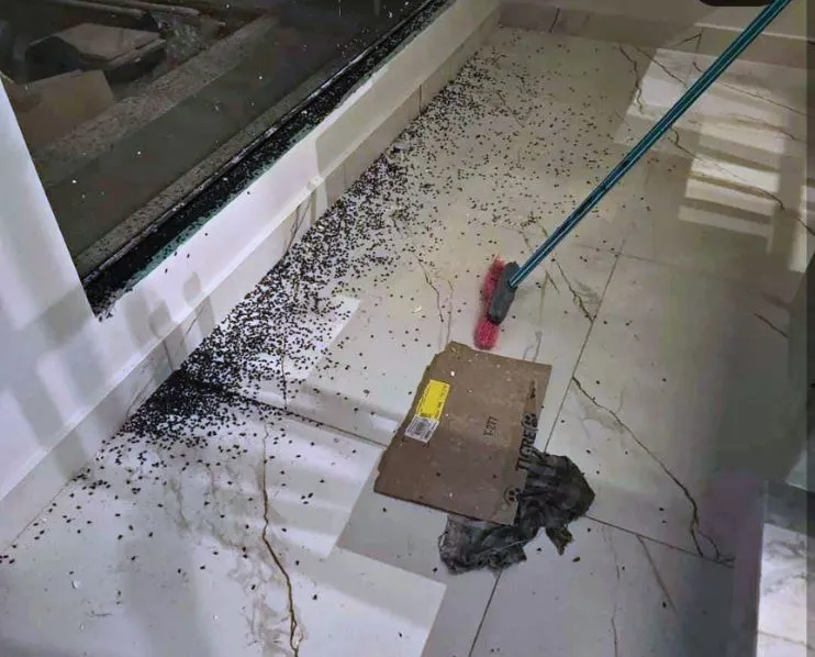 Infestação de moscas causa preocupação e revolta em Ibaiti